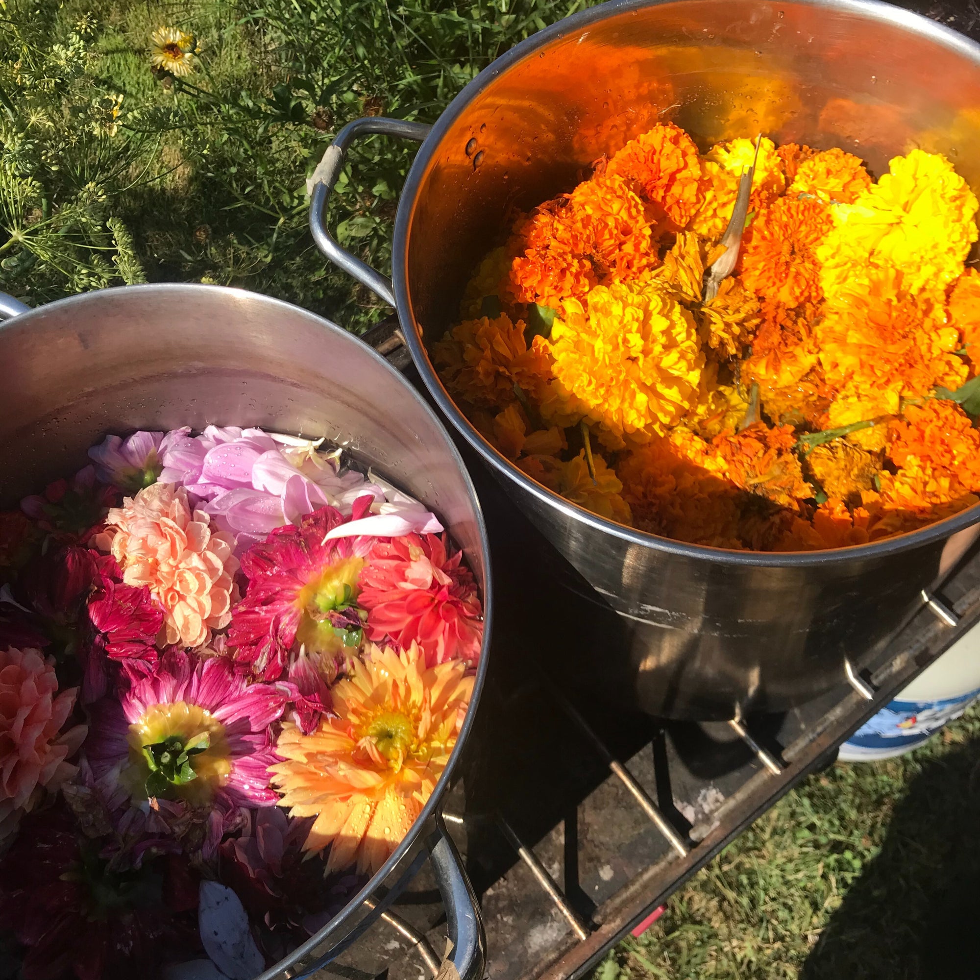Introduction to Natural Dyes: Dyes from an Urban Landscape